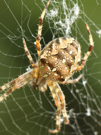 Garden Spider - Dorsal View