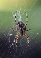 Garden Spider - Ventral View