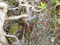 Water Droplets On Spider Web