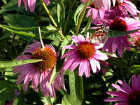 Echinacea And Butterfly
