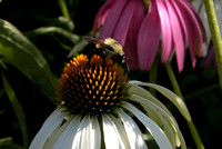 Echinacea And Bee