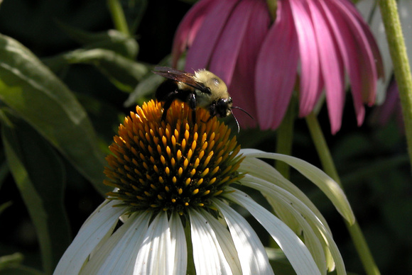 Echinacea And Bee