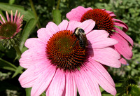 Echinacea (Domestic) And Bee