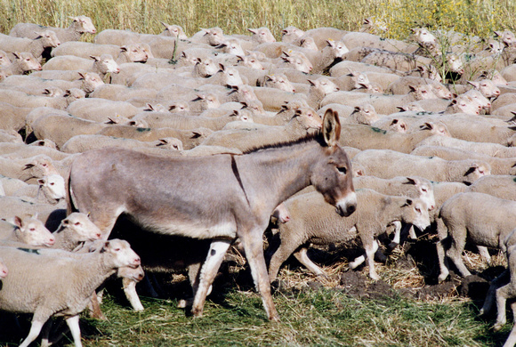 Donkey Guarding Sheep