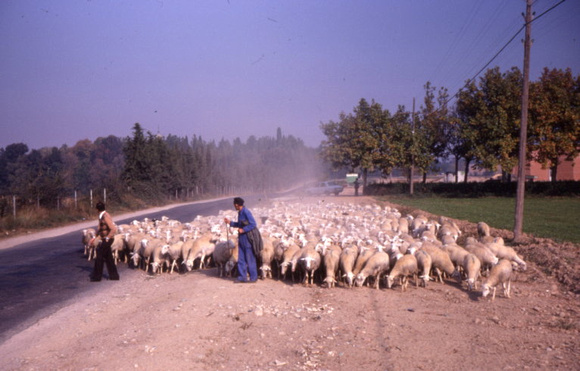Moving Sheep On Road In Spain