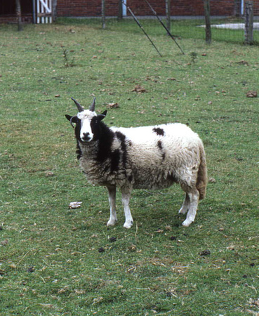 Jacobs (4-Horned) Sheep