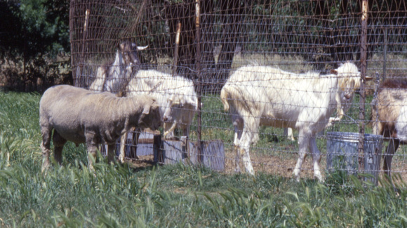 Sheep Imprinted On Goats