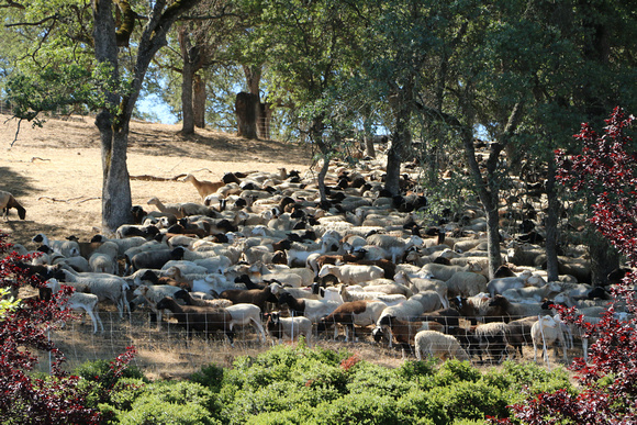 Sheep Used For Fire Control