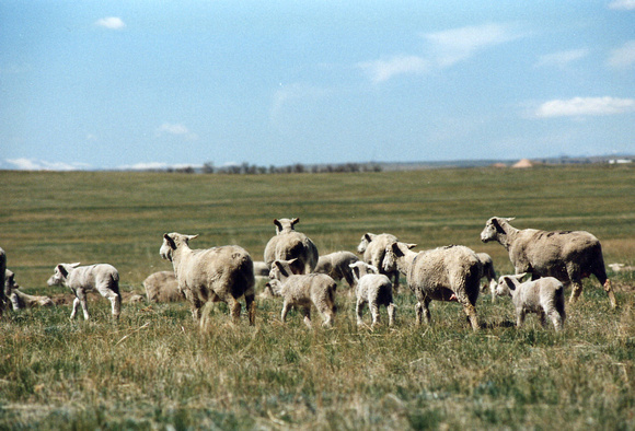 Range Sheep