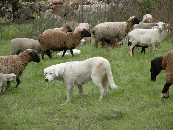 Sheep Guard Dog