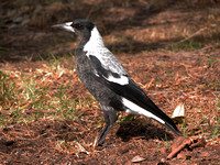Magpie, Australian