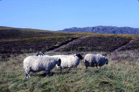Scottish Hill Sheep