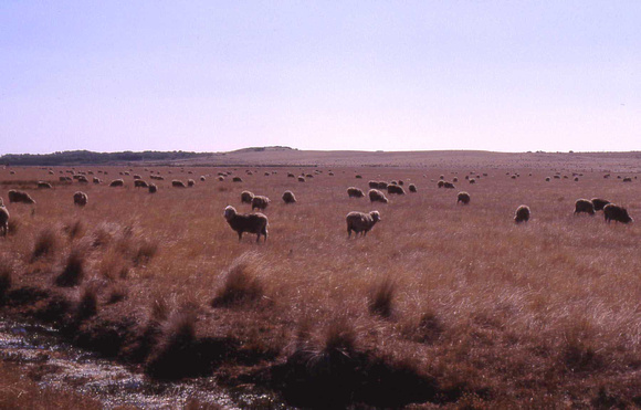 Range Sheep