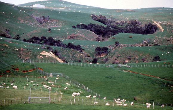New Zealand Sheep Slopes