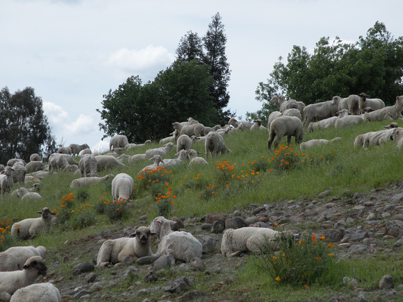 Sheep Used For Fire Control