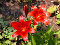 Day Lilies