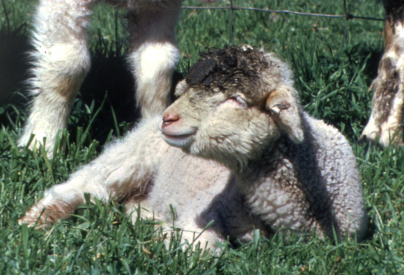 Orphan Milk-Stealing Lamb