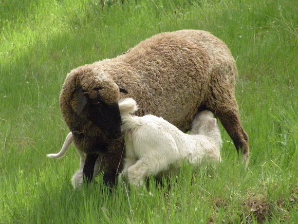 Ewe Sniffs Lamb While Nursing
