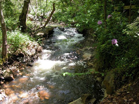 Creek In Biblical Gardens, Grass Valley, CA