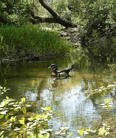 Wood Duck On Strap Creek, Roseville, CA