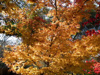 Fall Foilage / Japanese Maple Tree