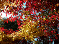 Fall Foilage / Japanese Maple (Yellow) & Dogwood (Red)