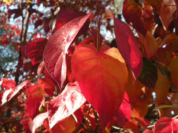 Fall Foilage / Dogwood Leaves