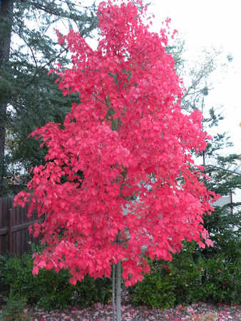 Fall Foilage / Maple Tree