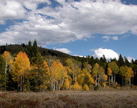 Fall Foilage In Wyoming