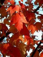 Fall Foilage / "Red Sunset" Maple Leaves