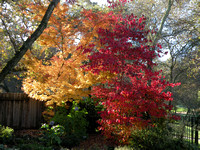 Fall Foilage / Japanese Maple (Yellow) & Dogwood (Red)