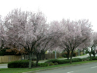 Flowering Plum Tree Blossoms