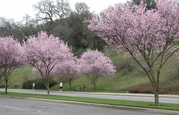 Flowering Plum Tree Blossoms