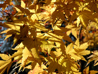 Fall Foilage / Japanese Maple Leaves