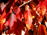 Fall Foilage / "Red Sunset" Maple Leaves