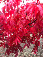 Fall Foilage / Pistachio Tree Leaves