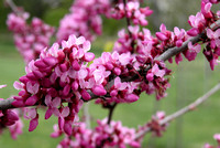Redbud Tree Blossoms