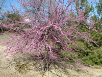 Redbud Tree Blossoms