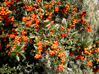 Pyracantha Bush And Berries