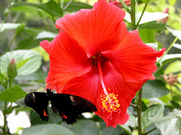 Hibiscus And Butterfly
