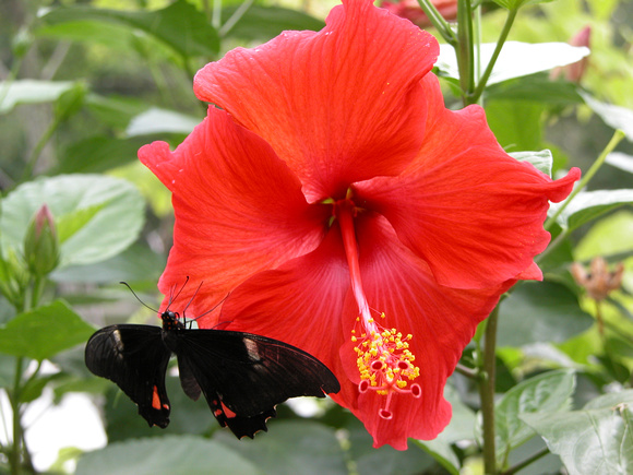 Hibiscus And Butterfly