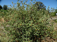 Coffeeberry Bush