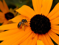 Black-eyed Susan And Honey Bee