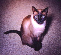 Siamese Cat