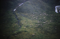 Caribou Migration