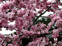 Flowering Cherry Blossoms