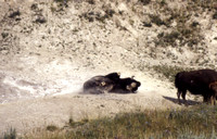 Bison Dust Bathing