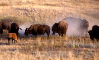 Bull Bison Inspects Cow