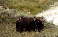Young Bison Bulls Sparring