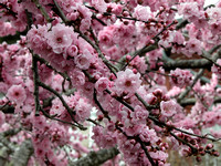 Flowering Cherry Blossoms